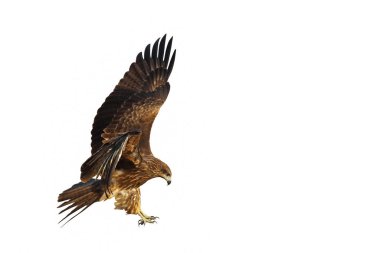 Yırtıcı kuş Siyah Uçurtma (Milvus migrans) beyaz arka planda tek başına uçar.