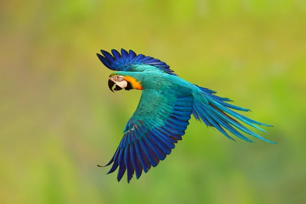 緑の自然を背景に飛んでカラフルな青と金のマコウのオウム — ストック写真
