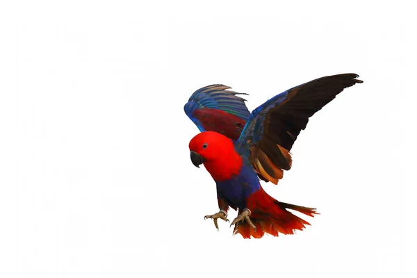 Colorful Eclectus parrot flying isolated on white background.