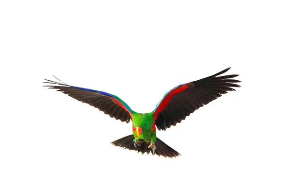 Colorful Eclectus Parrot Flying Isolated White Background — Stock Fotó
