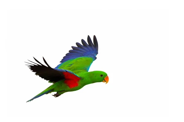 Kolorowy Eclectus Papuga Latający Izolowany Białym Tle — Zdjęcie stockowe