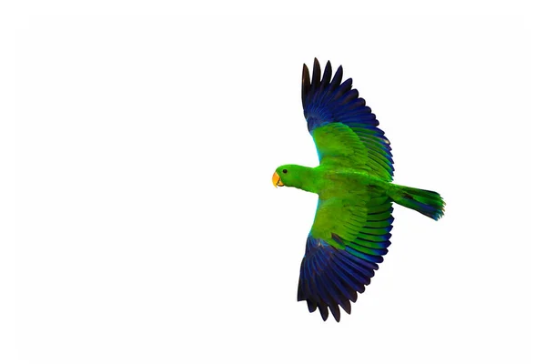 Kolorowy Eclectus Papuga Latający Izolowany Białym Tle — Zdjęcie stockowe