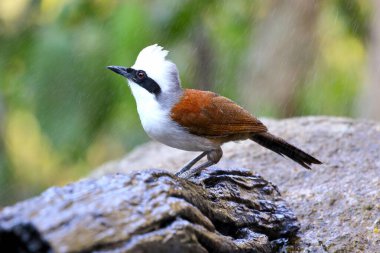 Güzel beyaz ibikli gülen ardıç kuşu tropikal ormanda yaşar..