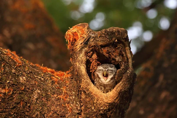 Kleine Gefleckte Eule Der Mulde Eines Baumes Niedlich Von Tier — Stockfoto