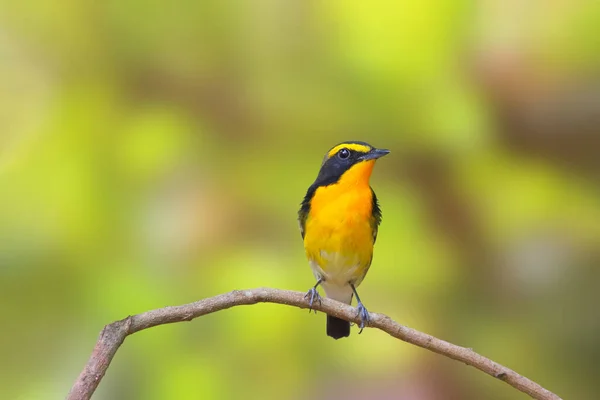Prachtige Narcis Vliegenvanger Vogel Neergestreken Een Tak Tropisch Bos — Stockfoto