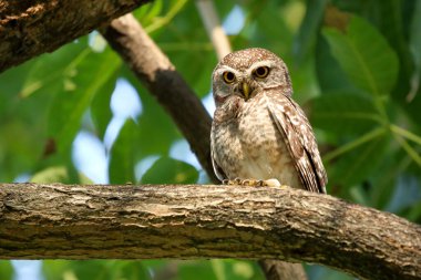 Küçük benekli baykuş tropikal ormanda bir dala tünemiş..