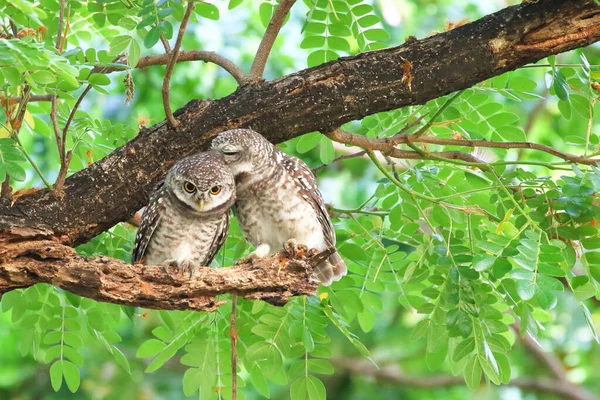 stock image Little spotted owlet perched on a branch in tropical forest.