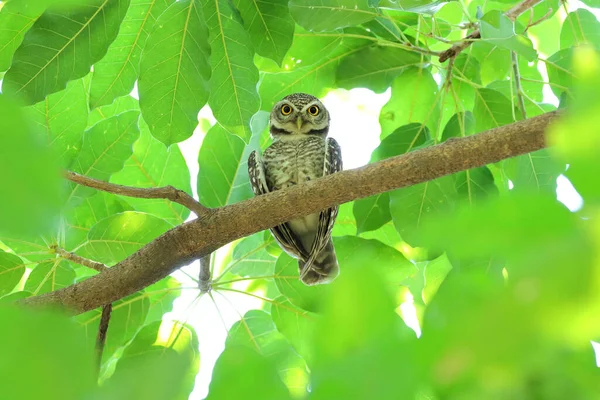 Little Spotted Owlet Perched Branch Tropical Forest — Stock Photo, Image
