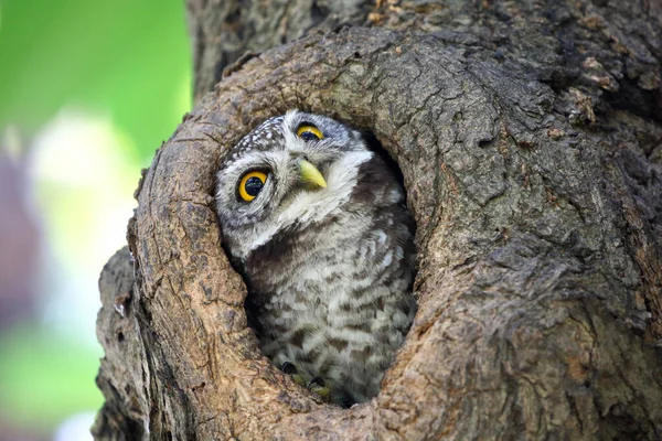 Little Spotted Owlet Hollow Tree Cute Animal — Stock Photo, Image