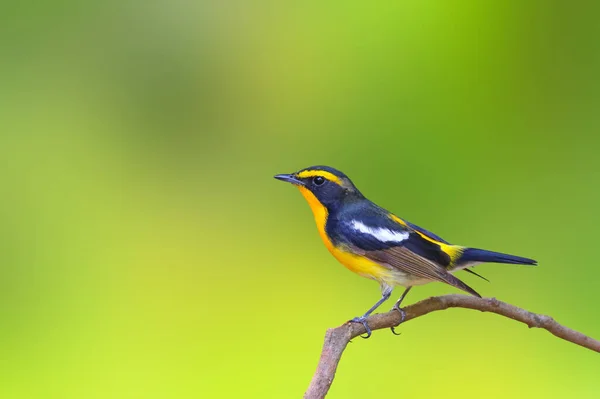 Schöner Narzissenfliegenschnäpper Auf Einem Ast Tropischen Wald — Stockfoto