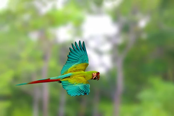 公園を飛ぶ美しい緑のマコー — ストック写真