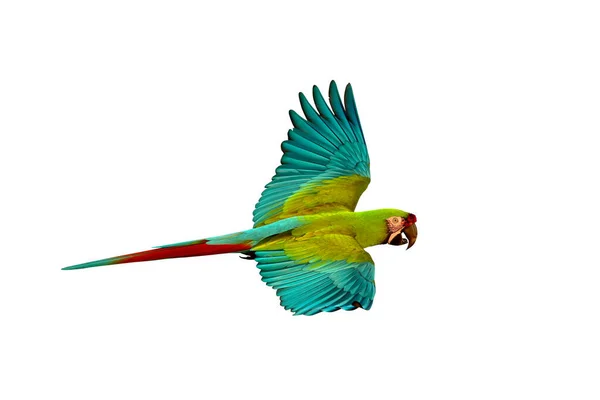 美丽的绿色金刚鹦鹉在白色背景上独立飞行 — 图库照片