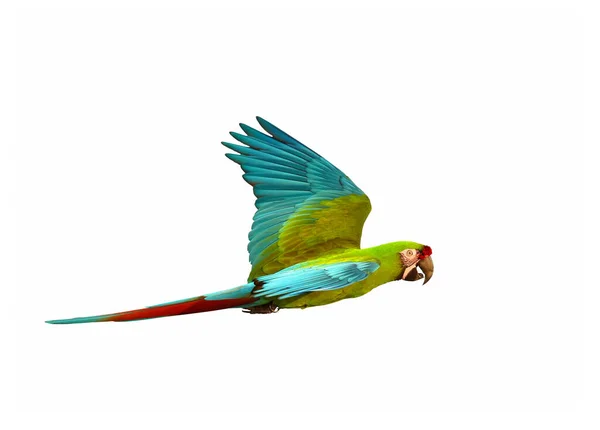 Beautiful Great Green Macaw Flying Isolated White Background — Stock Photo, Image