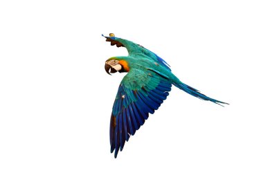 Colorful macaw parrot flying isolated on white background.