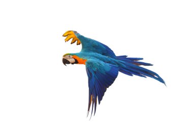 Colorful macaw parrot flying isolated on white background.