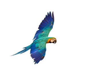 Colorful macaw parrot flying isolated on white background.