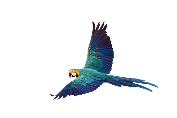 Πολύχρωμος Παπαγάλος Macaw Που Πετάει Απομονωμένος Λευκό Φόντο — Φωτογραφία Αρχείου