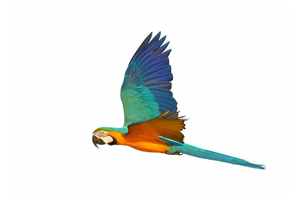 Разноцветный Попугай Летит Белом Фоне — стоковое фото