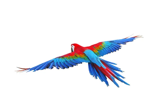 Πολύχρωμο Πράσινο Φτερό Macaw Που Φέρουν Απομονώνονται Λευκό Φόντο — Φωτογραφία Αρχείου