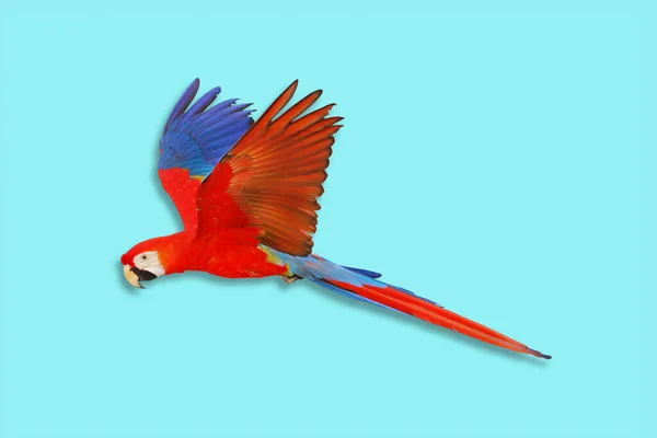 Colorful parrot flying against a blue background.