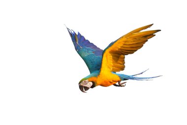 Colorful macaw parrot flying isolated on white background.