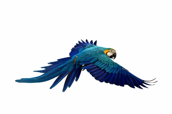 Разноцветный Попугай Летит Белом Фоне — стоковое фото