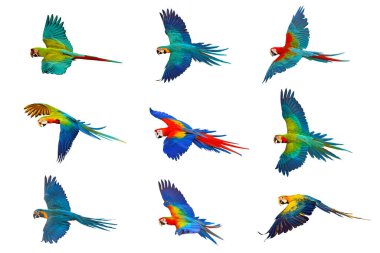 Beyaz arka planda izole edilmiş Macaw papağanı koleksiyonu.