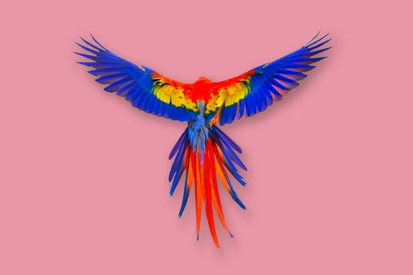 Penas Coloridas Parte Trás Papagaio Arara Contra Fundo Rosa — Fotografia de Stock