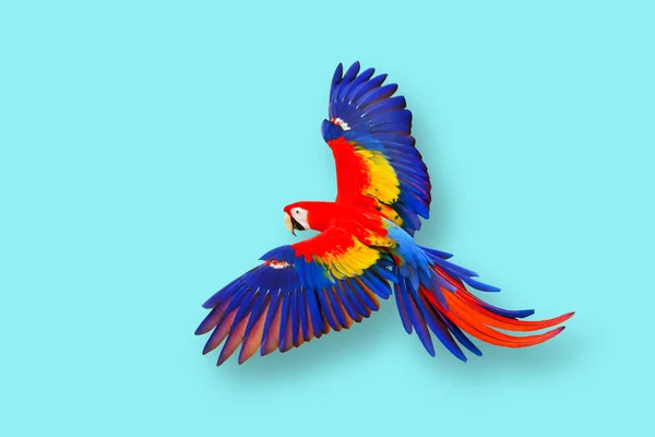 Färgglada Papegoja Flyger Mot Blå Bakgrund — Stockfoto