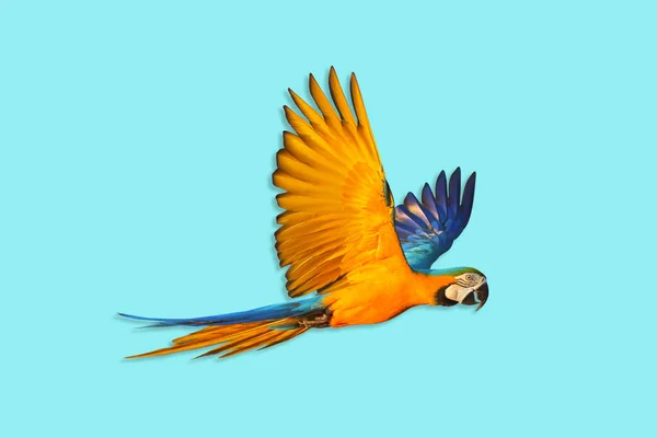 Mavi Arka Planda Uçan Renkli Bir Papağan — Stok fotoğraf