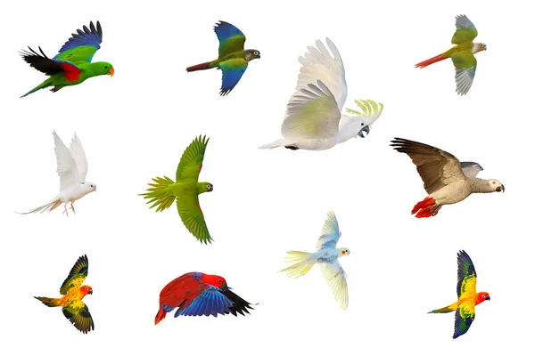 Verzameling Van Witte Achtergrond Geïsoleerde Papegaaien — Stockfoto
