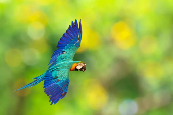緑の自然を背景に飛んで美しい青と金のマコウのオウム — ストック写真
