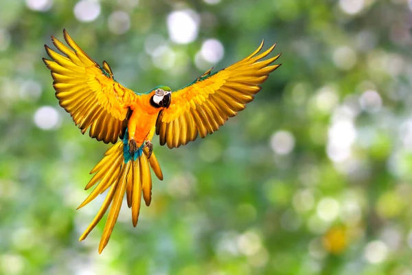 Hermoso Azul Oro Loro Guacamayo Volando Sobre Fondo Verde Naturaleza —  Fotos de Stock