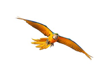 Beyaz arka planda uçan renkli papağan.