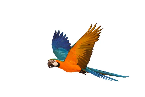 Барвистий Папуга Летить Білому Тлі — стокове фото