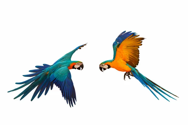 Färgglada Papegoja Flyger Mot Vit Bakgrund — Stockfoto