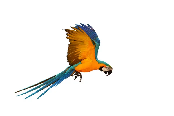 Kolorowa Papuga Lecąca Białym Tle — Zdjęcie stockowe