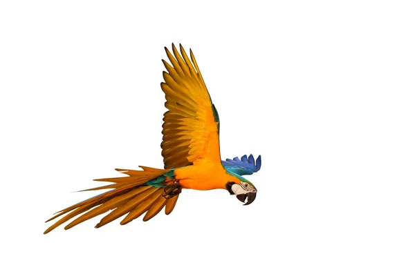 Kolorowa Papuga Lecąca Białym Tle — Zdjęcie stockowe