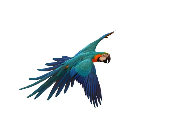 色彩斑斓的鹦鹉在白色背景下飞翔 — 图库照片