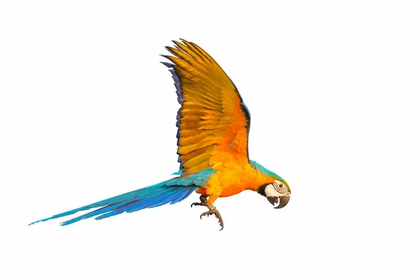 배경으로 하늘을 금강앵무 앵무새 — 스톡 사진
