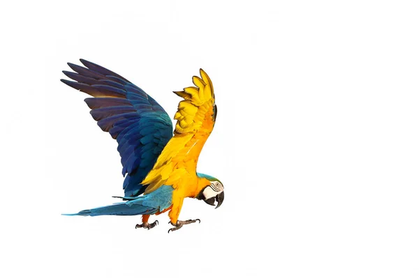 Πολύχρωμο Παπαγάλος Macaw Που Φέρουν Λευκό Φόντο — Φωτογραφία Αρχείου