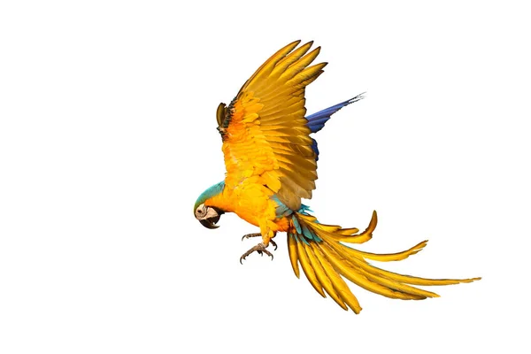 Colorido Loro Guacamayo Volando Sobre Fondo Blanco — Foto de Stock