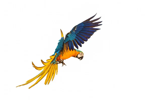 Kolorowa Papuga Latająca Białym Tle — Zdjęcie stockowe