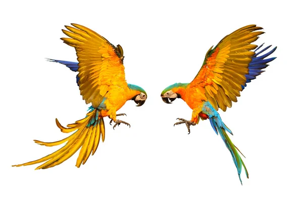 Blauer Und Goldener Ara Und Catalina Papagei Fliegen Isoliert Auf — Stockfoto