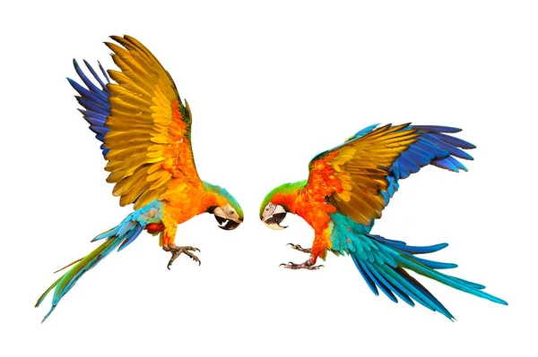 加泰罗尼亚鹦鹉和哈莱金鹦鹉在白色背景下独立飞行 — 图库照片
