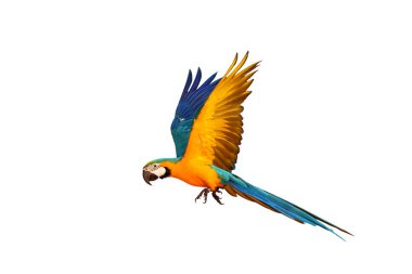 Beyaz arka planda uçan renkli papağan..