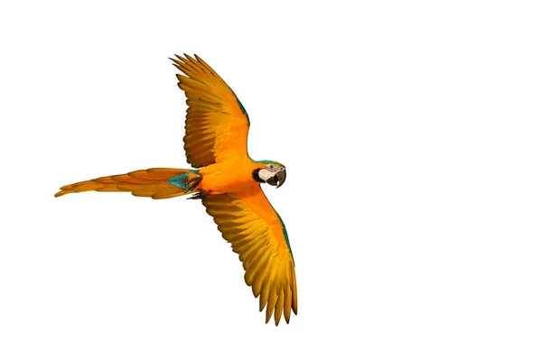 Barevný Papoušek Macaw Létající Bílém Pozadí — Stock fotografie