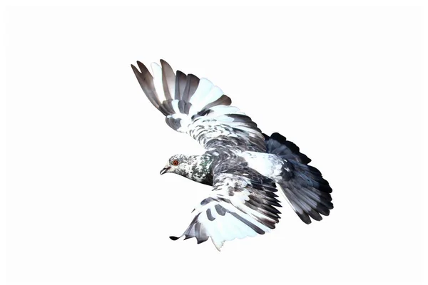 stock image Beautiful Pigeon flying isolated on white background.