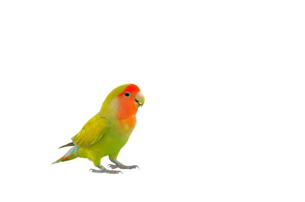 Roztomilý Lovebird Stojí Izolované Bílém Pozadí — Stock fotografie