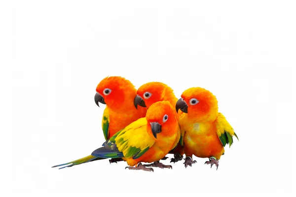 Cute Sun Conure Papagaios Isolados Fundo Branco Caminho Recorte — Fotografia de Stock